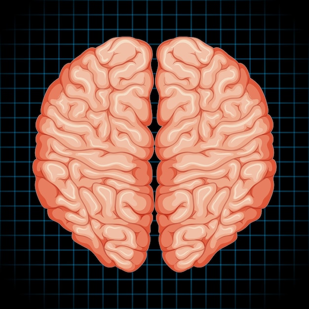 Free vector human internal organ with brain