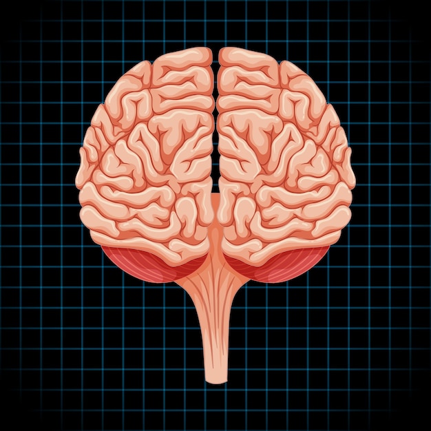 Free vector human internal organ with brain