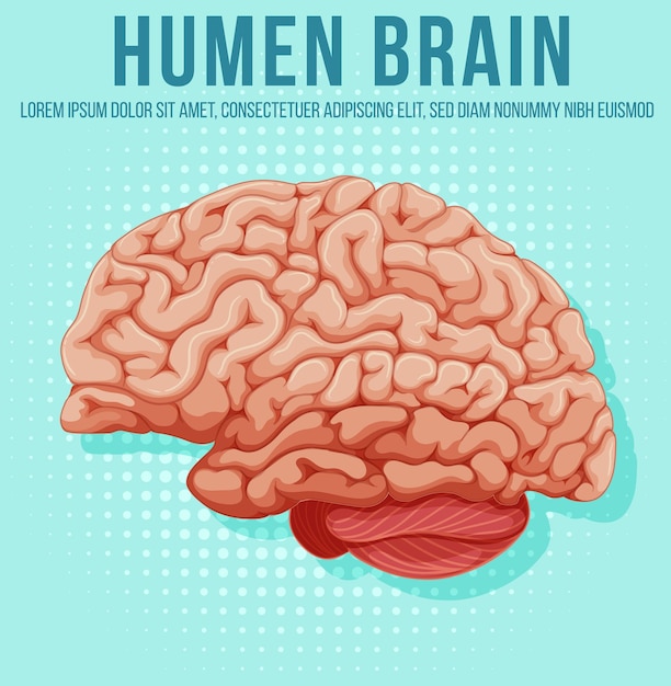 Human internal organ with brain