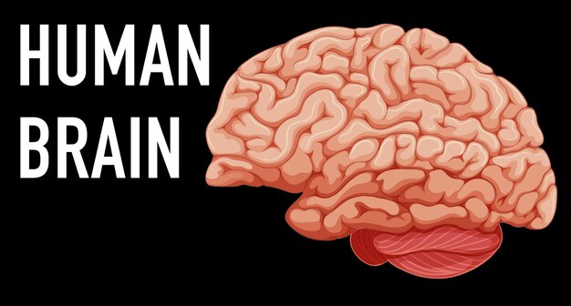 Human internal organ with brain