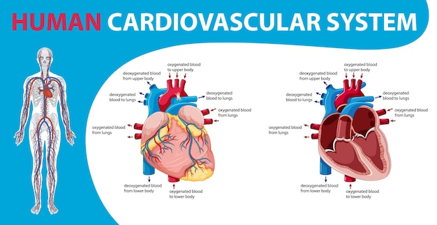 Free Vector human internal organ with heart