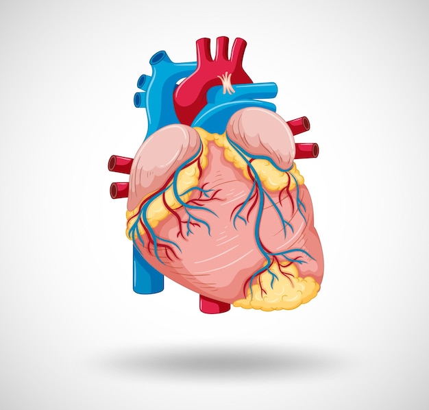 Human internal organ with heart