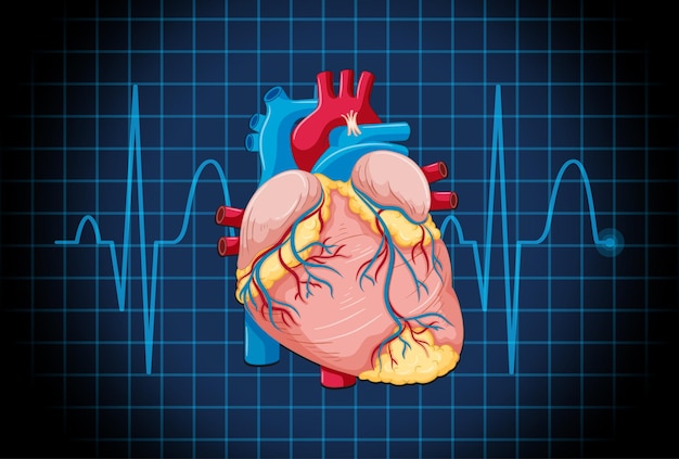 Free Vector human internal organ with heart