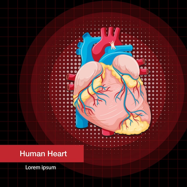 Free Vector human internal organ with heart