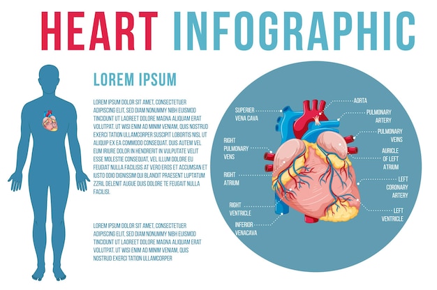 Free Vector human internal organ with heart