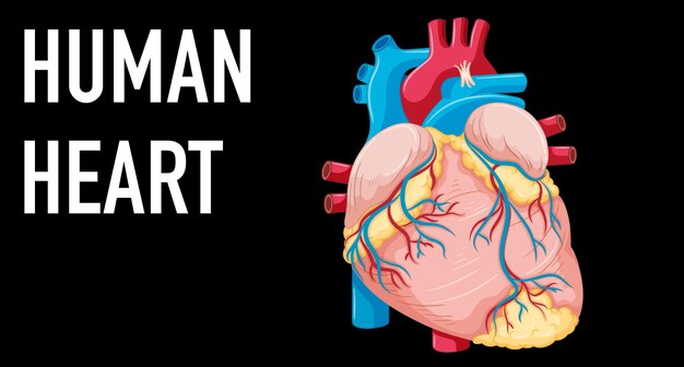 Human internal organ with heart