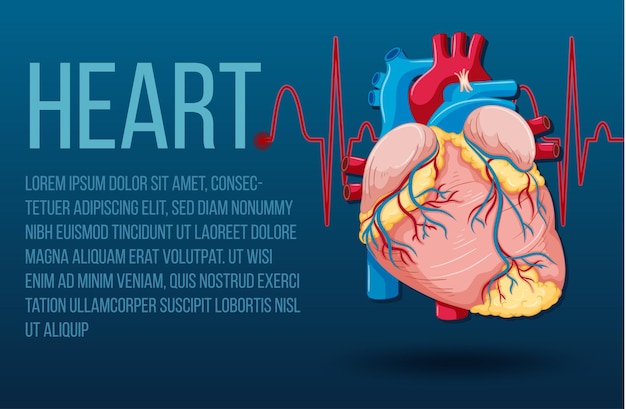 Free Vector human internal organ with heart