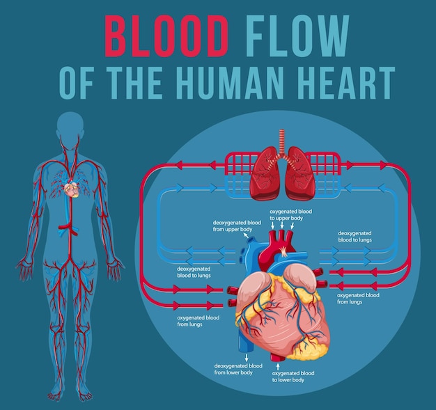 Free vector human internal organ with heart