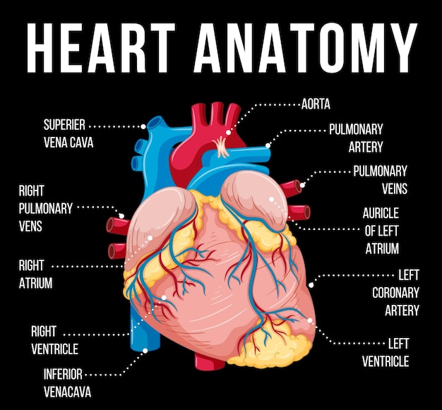 Free vector human internal organ with heart