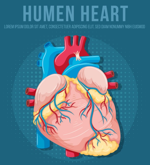 Free Vector human internal organ with heart