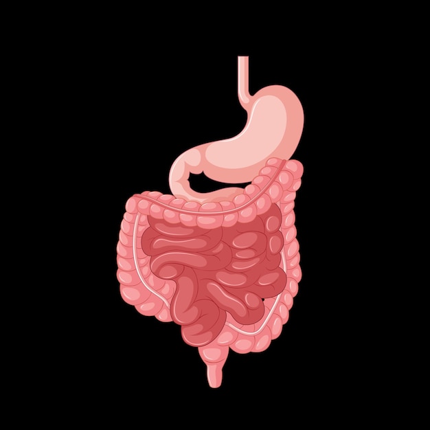 Free vector human internal organ with intestine