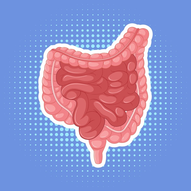 Free vector human internal organ with intestine