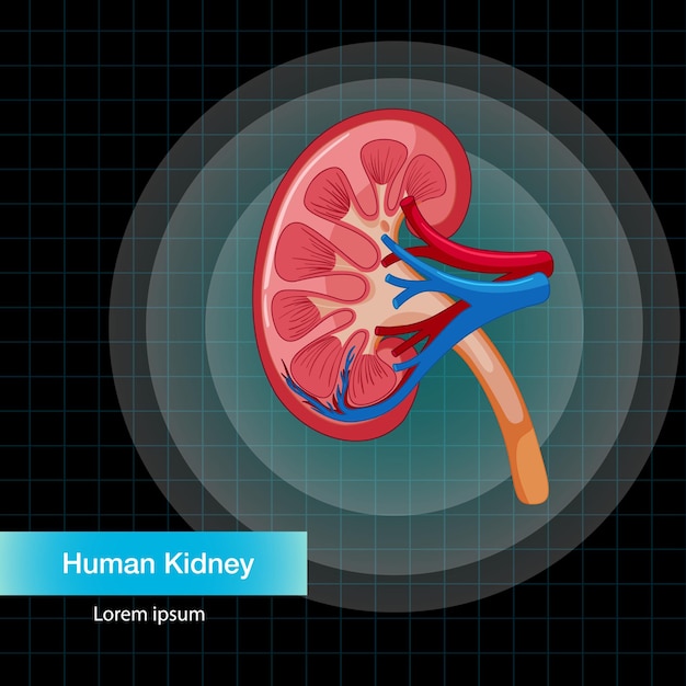 Free vector human internal organ with kidney