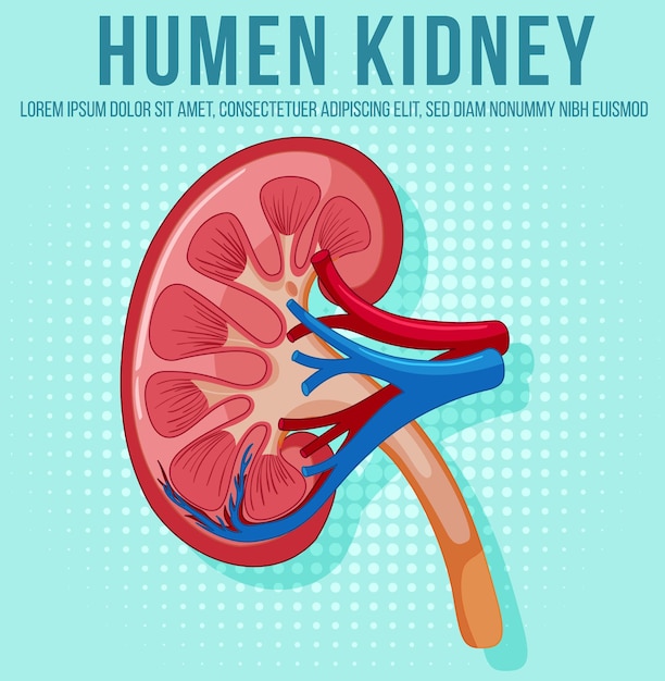 Human internal organ with kidney