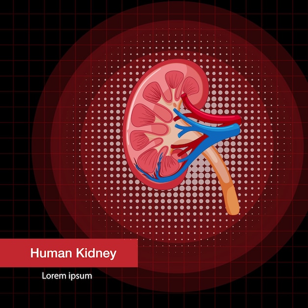 Free vector human internal organ with kidney