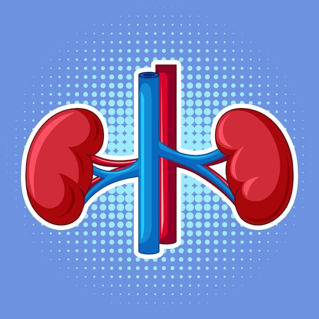 Free vector human internal organ with kidney