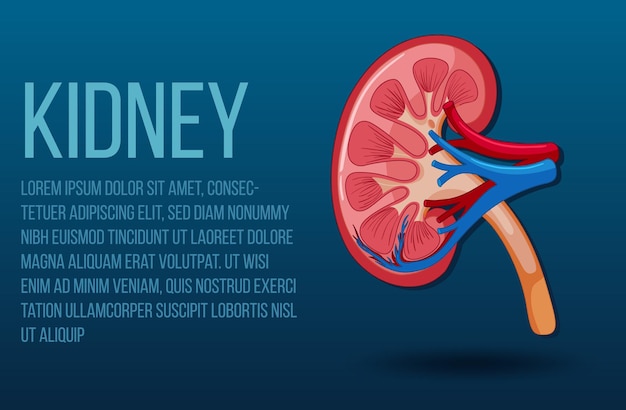 Free Vector human internal organ with kidney