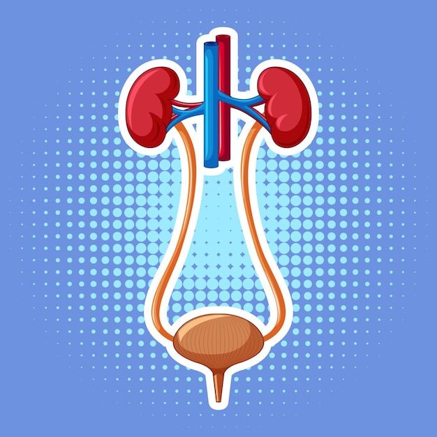 Free Vector human internal organ with kidneys and bladder