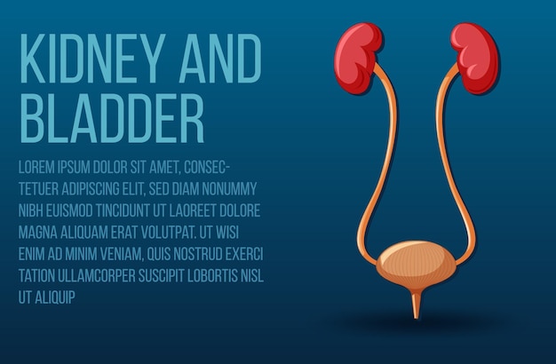 Free Vector human internal organ with kidneys and bladder