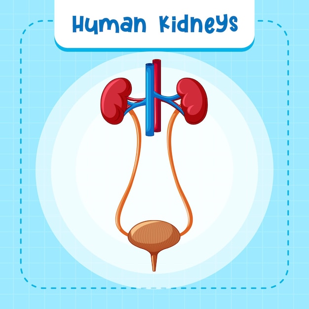 Free Vector human internal organ with kidneys and bladder