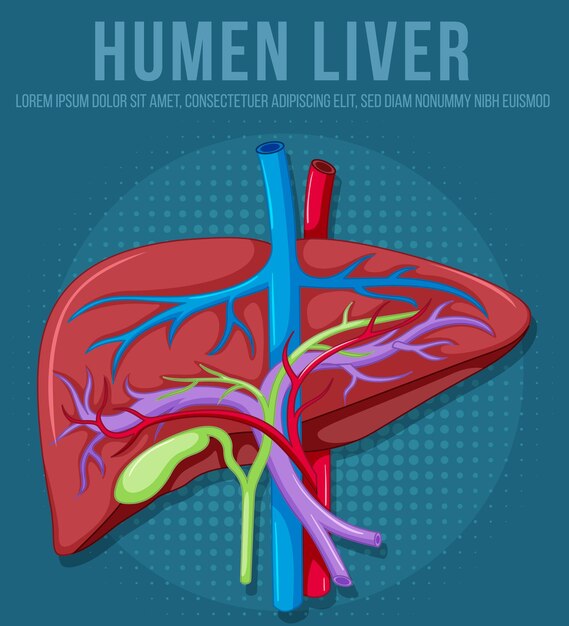 Human internal organ with liver