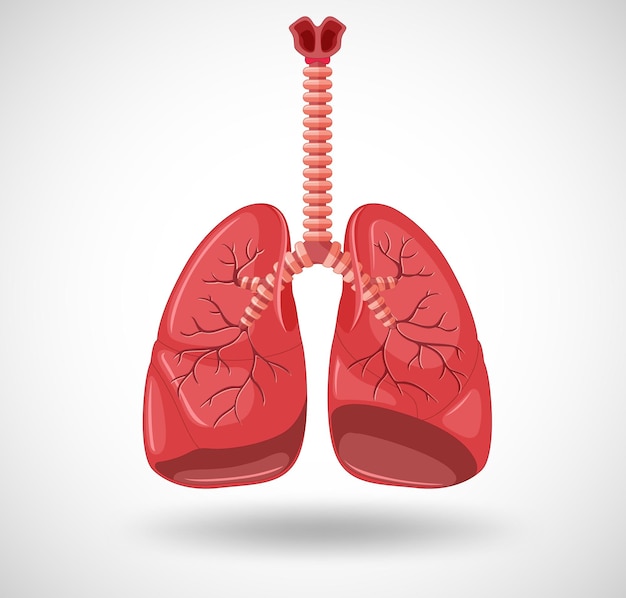 Human internal organ with lungs