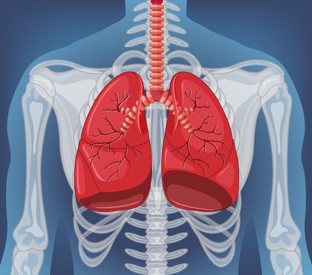 Human internal organ with lungs