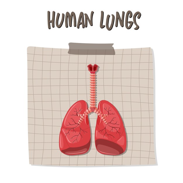 Human internal organ with lungs