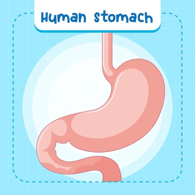 Free Vector human internal organ with stomach