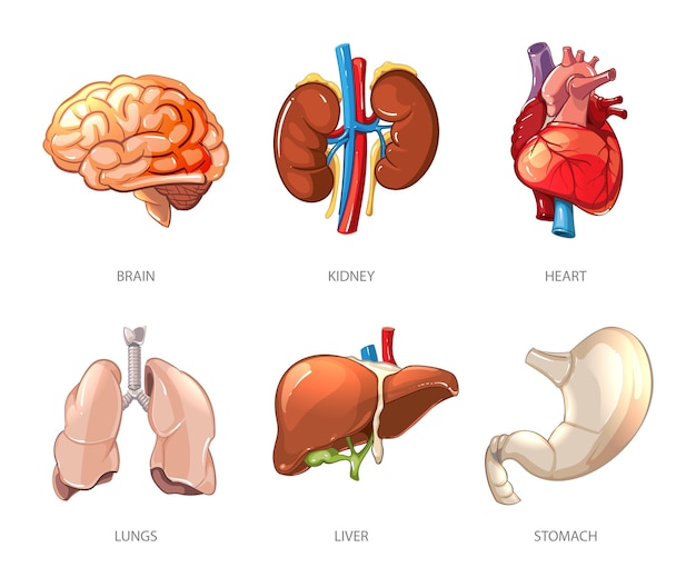 Free Vector human internal organs anatomy in cartoon vector style. brain and kidney, liver and lung, stomach and heart illustration