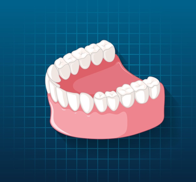 Human jaw with teeth