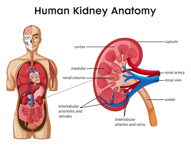 Human kidney anatomy cartoon style infographic