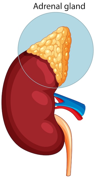 Free vector human kidney with adrenal gland