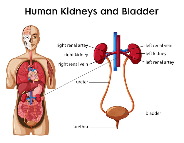 Human Kidneys and Bladder cartoon style infographic