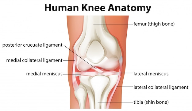 Free Vector human knee anatomy diagram