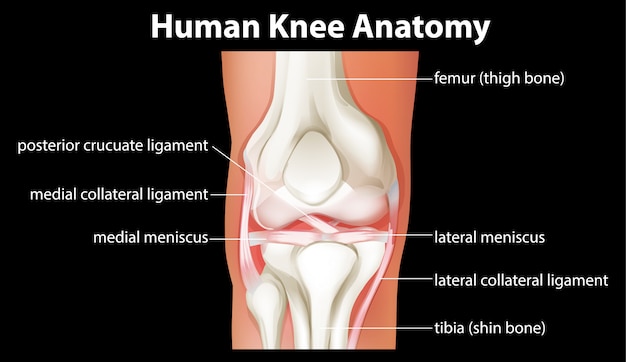 Human Knee Anatomy diagram