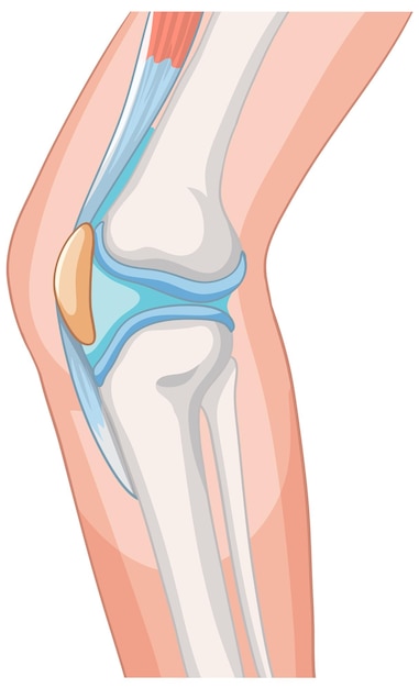 Human Knee Joint Anatomy Illustration