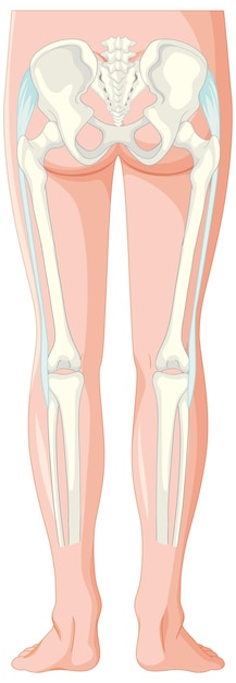 Free Vector human leg and pelvis anatomy