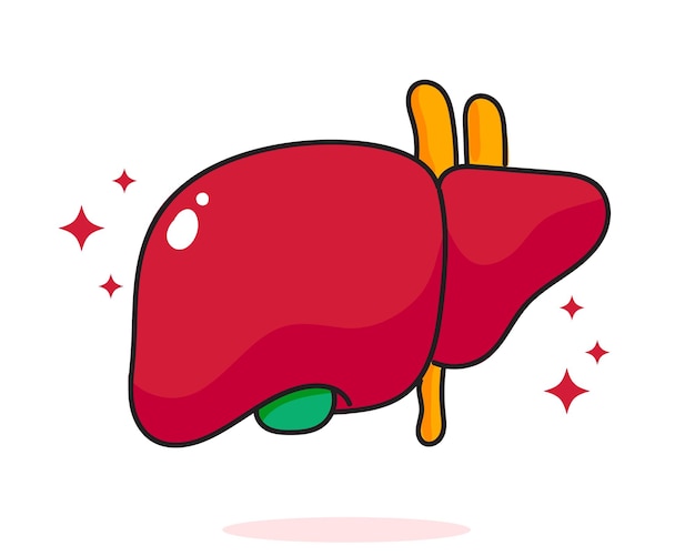 Human liver illustration