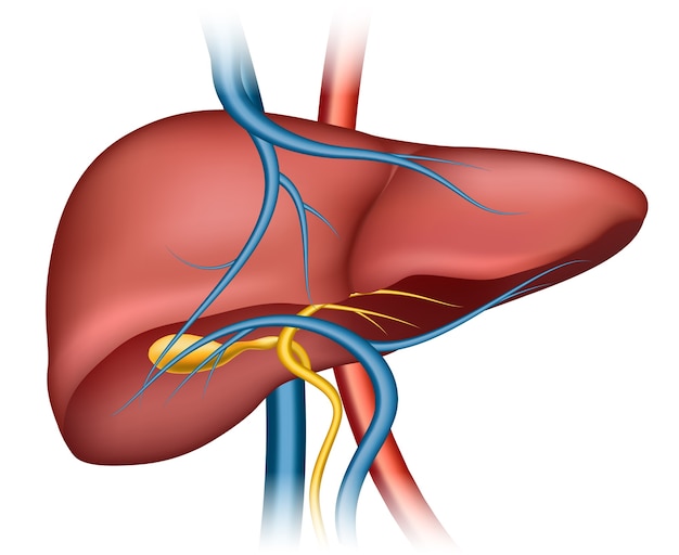 Free vector human liver structure. organ human, medical science, health internal