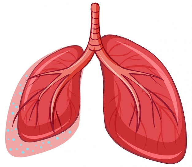 Human Lung on White Background