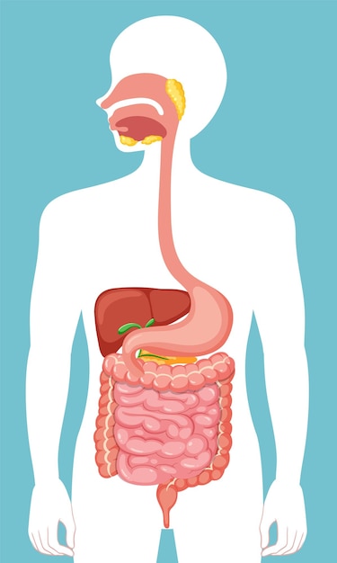 Free vector human medical digestive system