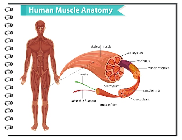 Free Vector human muscle anatomy with body anatomy