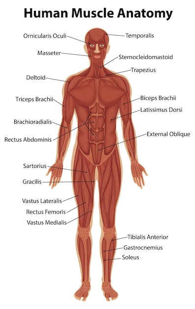 Human muscle anatomy with body anatomy