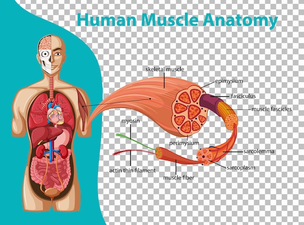 Human muscle anatomy with body anatomy