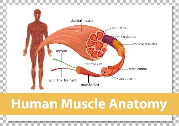 Human muscle anatomy with body anatomy