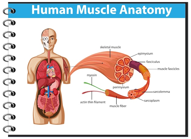 Free Vector human muscle anatomy with body anatomy