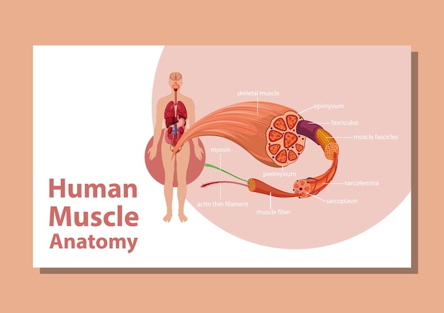 Human muscle anatomy with body anatomy