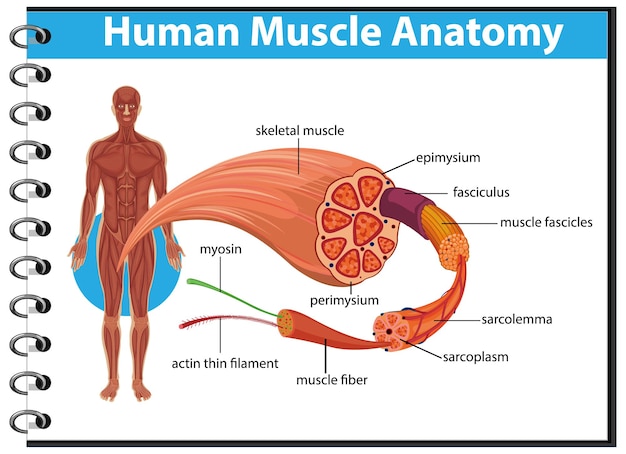 Free vector human muscle anatomy with body anatomy