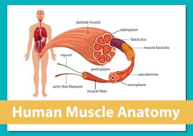 Human muscle anatomy with body anatomy